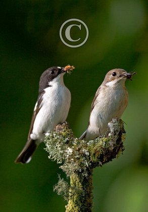 Male and Female Pied Flycatchers DM0883